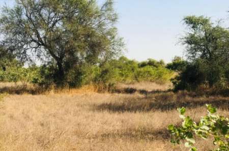 Photo ads/2400000/2400316/a2400316.jpg : Terrain agricole de 2,47 hectares vers Thiènaba