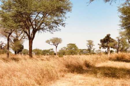 Photo ads/2400000/2400326/a2400326.jpg : Terrain agricole de 5 hectares vers Thiénaba