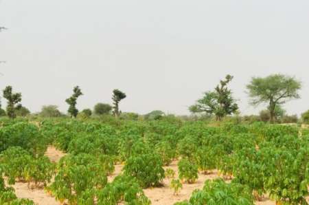 Photo ads/2400000/2400328/a2400328.jpg : Terrain agricole de 1,73 hectares vers Méouane