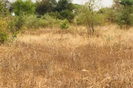 Photo ads/2400000/2400332/a2400332.jpg : Terrain agricole de 1,38 hectare vers Méouane