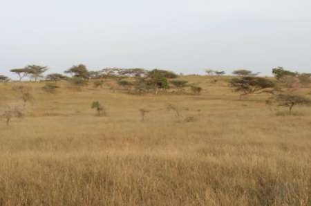 Photo ads/2400000/2400429/a2400429.jpg : Terrain agricole de 50 hectares vers Kab Gaye