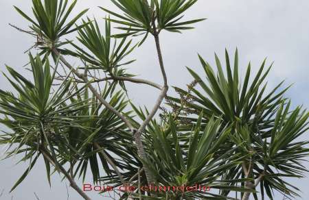 Photo ads/2445000/2445896/a2445896.jpg : POUR VACANCES