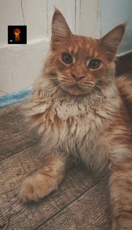 Photo ads/2471000/2471271/a2471271.jpg : Je cherche a sucer pour la première fois