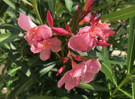 Photo ads/2562000/2562938/a2562938.jpg : BEL HOMME BI TRES DOCILE RECHERCHE COUPLE DOMINANT