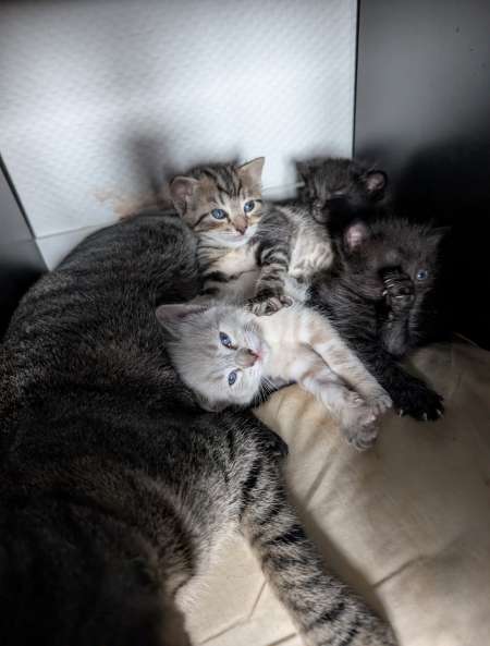 Photo ads/2613000/2613740/a2613740.jpg : Couple illégitime pour une femme