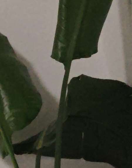 Photo ads/2621000/2621142/a2621142.jpg : Métis pour Dame libertine / femme marié