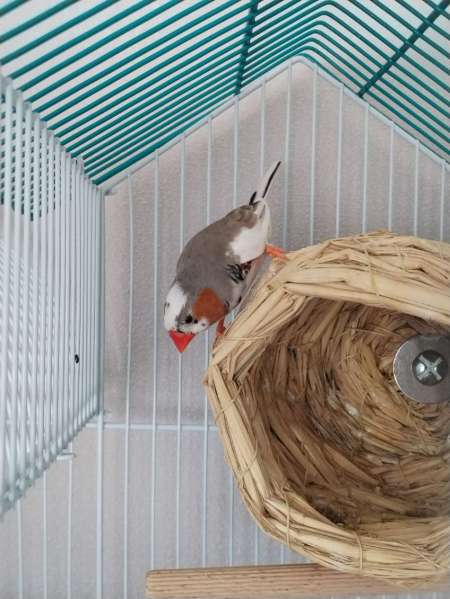 Photo ads/2626000/2626500/a2626500.jpg : Oiseaux diamants mandarin mâle