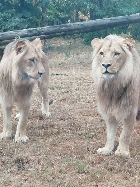 Photo ads/2629000/2629580/a2629580.jpg : Cherche dominatrice ou maîtresse pour m'initier