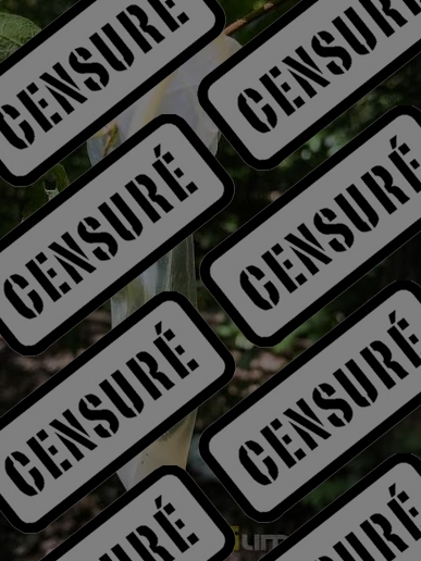 Photo ads/2633000/2633859/a2633859_censure.jpg : j'offre ma belle bouche pulpeuse à pipe.