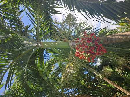 Photo ads/2653000/2653798/a2653798.jpg : Soulagé vou mes dame