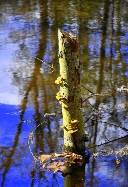 Photo ads/2657000/2657440/a2657440.jpg : Femme photographe fait tout genre de photos